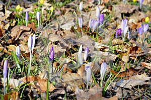 Crocus safran